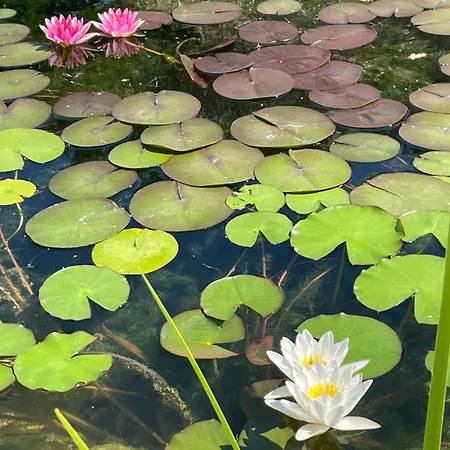 La Casa Di Alice - Casa Natura *